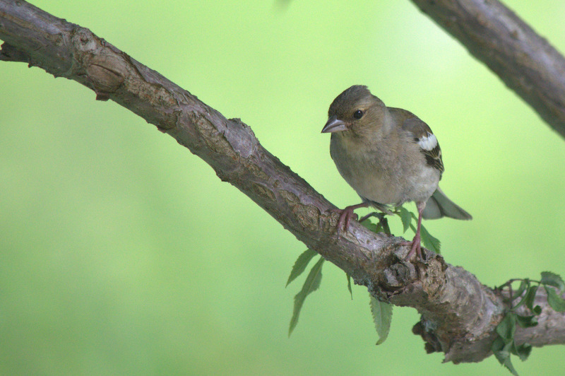 Common chaffinch