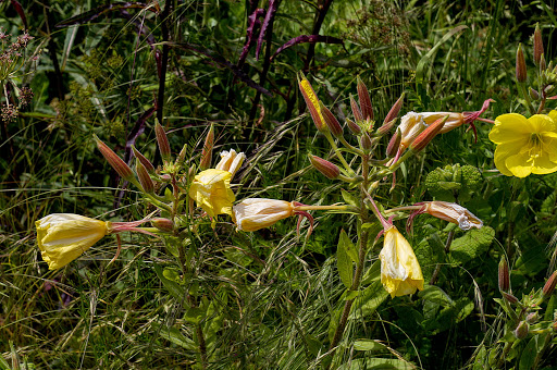 Oenothera glazioviana