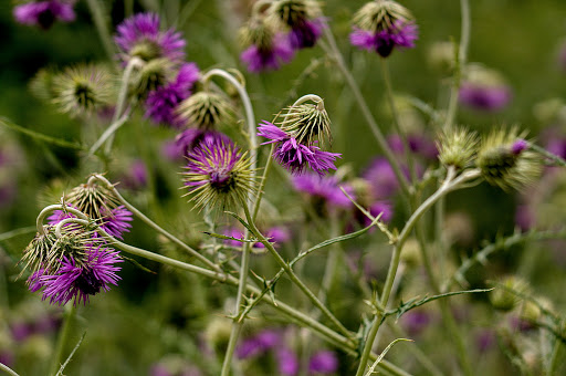 Galactites tomentosus tomentosa