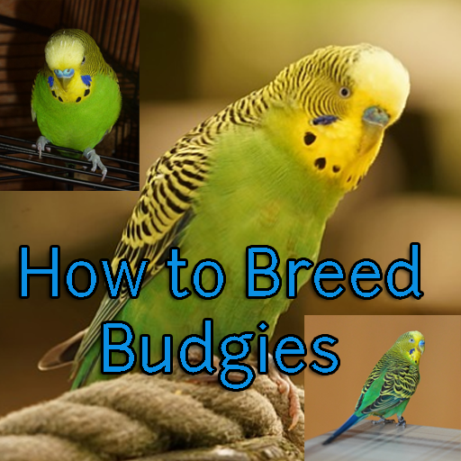 How to Breed Budgies