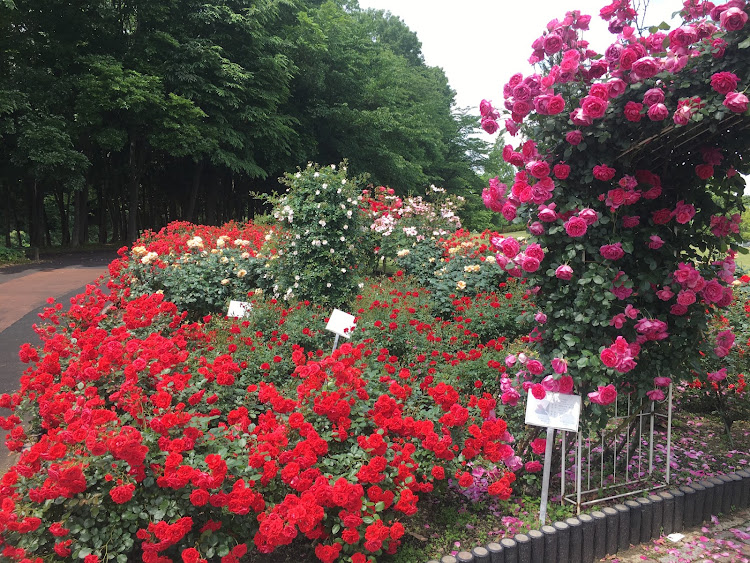コペンの初夏の花🌸便り祭り!第七弾!愛車弄りを楽しみましょう！・幸せは自分自身で見出す物で他人から与えられる物では有りません！最高だね！・貧乏しても心❤️の貧乏人には成りたく無いですね！最高だね！・妬み!僻み!は持たず!心❤️豊かに過ごしましょう!最高だね！・人は人です!自分の納得出来る生き方をしましょう!最高だね！に関するカスタム事例の投稿画像25枚目