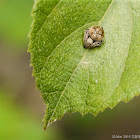 Eriovixia excelsa 艾瑟毛圓蛛