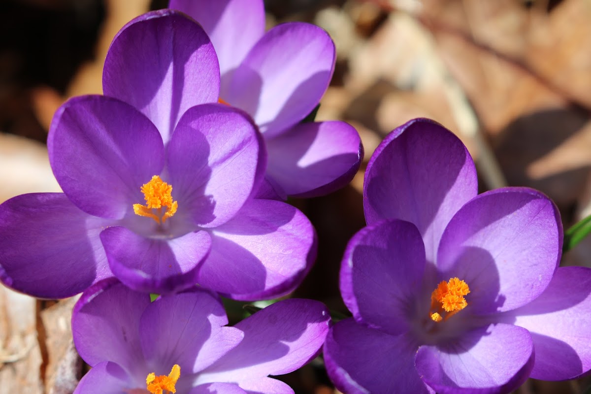 Crocus