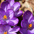 Crocus