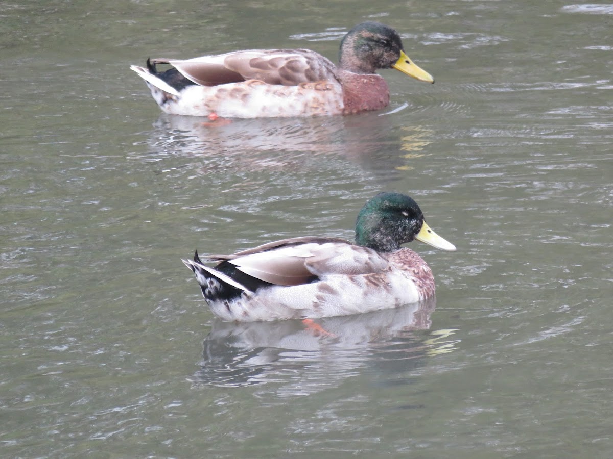 Mallard (eclipse)