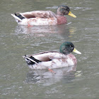 Mallard (eclipse)