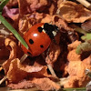 Seven-Spotted Ladybird