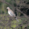 Laughing Dove