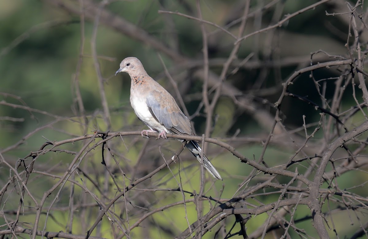 Laughing Dove