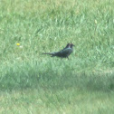 Brewer's Blackbird