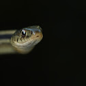 Eastern Red-Sided Garter Snake