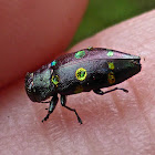 Metallic Wood Boring beetle