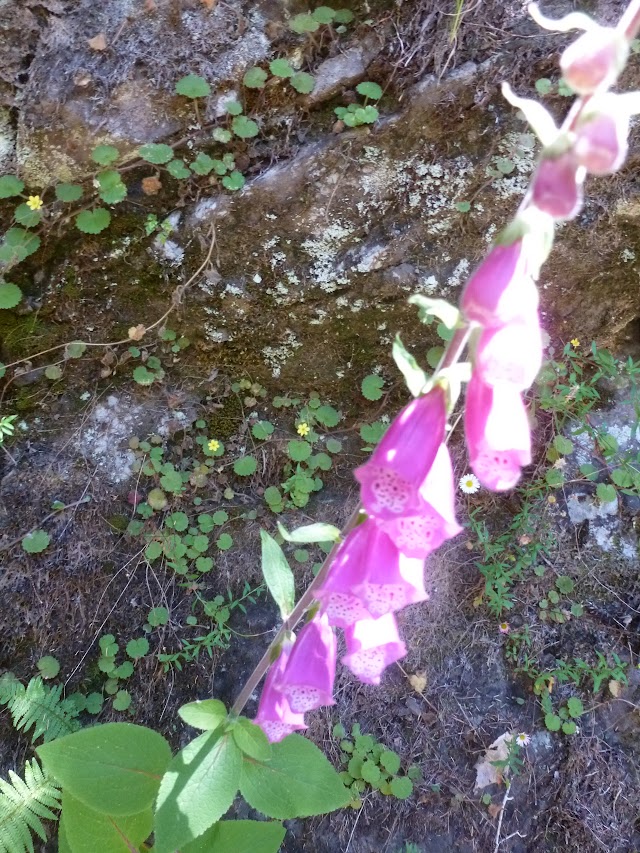 SANTANA. QUEIMADAS – CALDEIRAO VERDE-CALDEIRAO DO INFERNO - MADEIRA, Senderismo por sus Levadas y algo más (11)