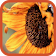 Good Morning Flowers icon