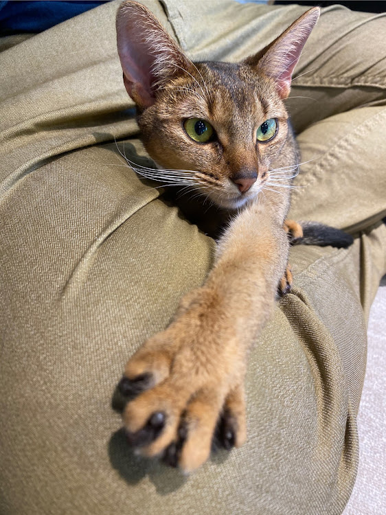マークXのブレーキホース交換・エア抜きは大切・猫カフェ・セルシオキャリパー・project μに関するカスタム事例の投稿画像8枚目