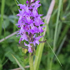 Mauve flower