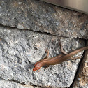 Broad-headed skink