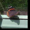 Red Admiral