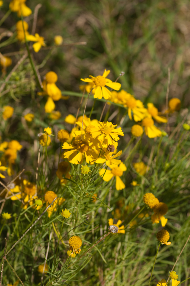 Bitterweed