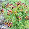 Fern-leaf Desert Parsley