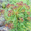 Fern-leaf Desert Parsley