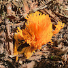 Yellow Stagshorn Fungus