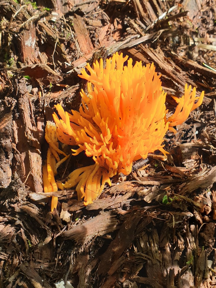 Yellow Stagshorn Fungus