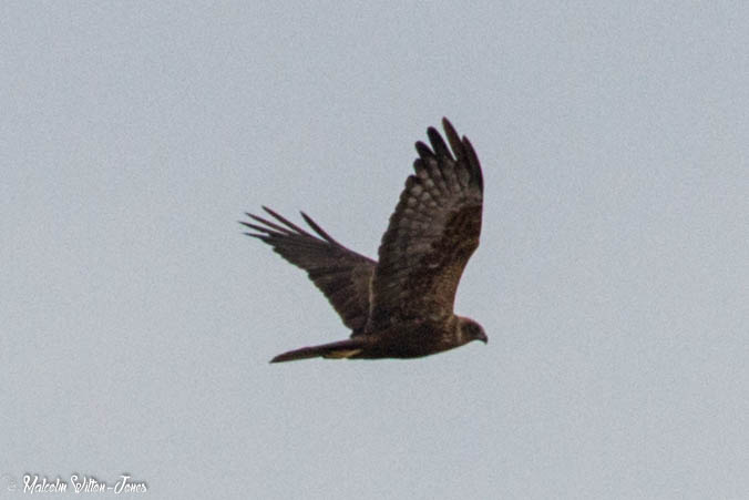 Marsh Harrier; Aguilucho Lagunero