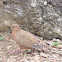 Zenaida Dove