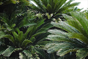 Cycads. File picture