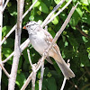 White-crowned Sparrow