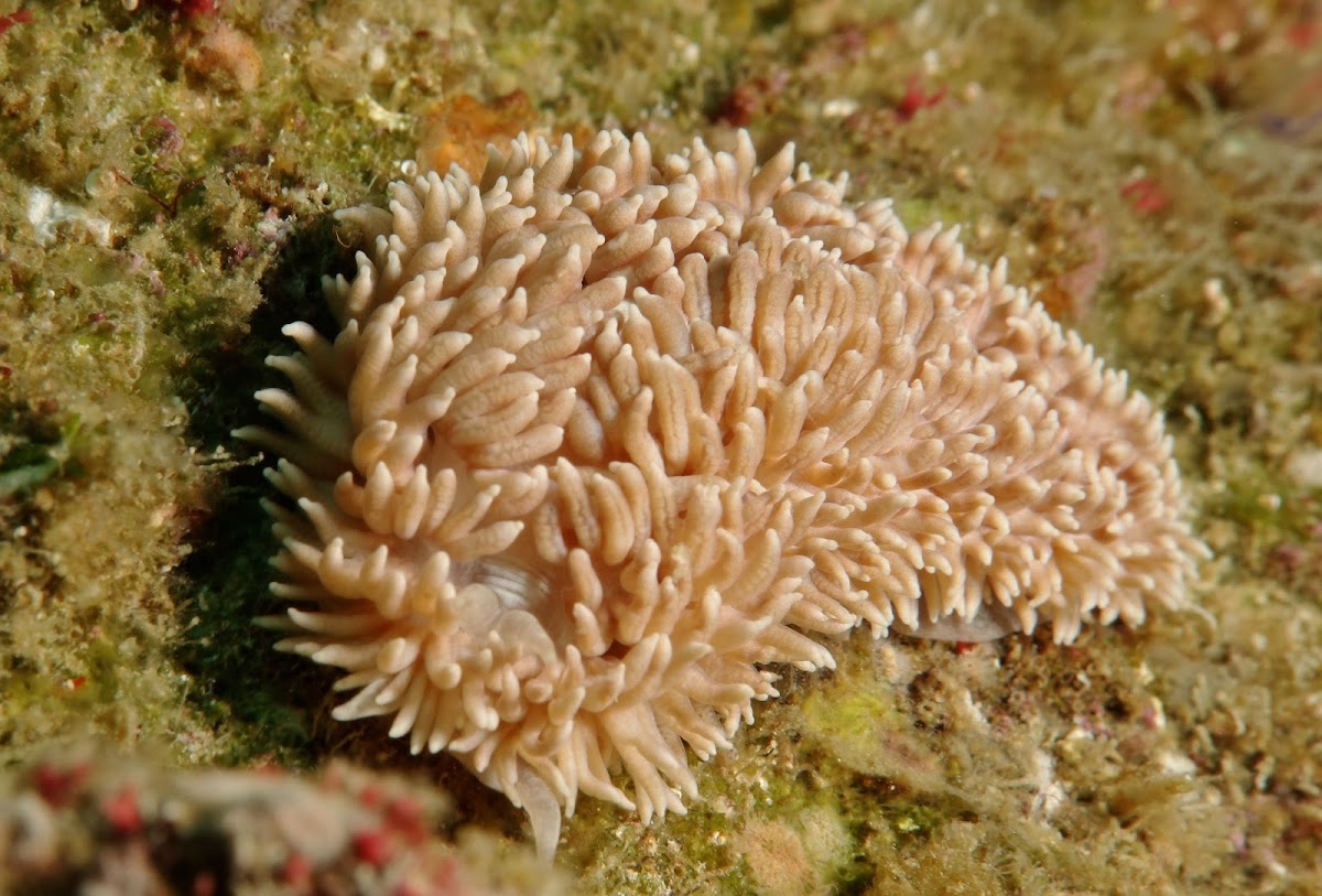 Phestilla Nudibranch