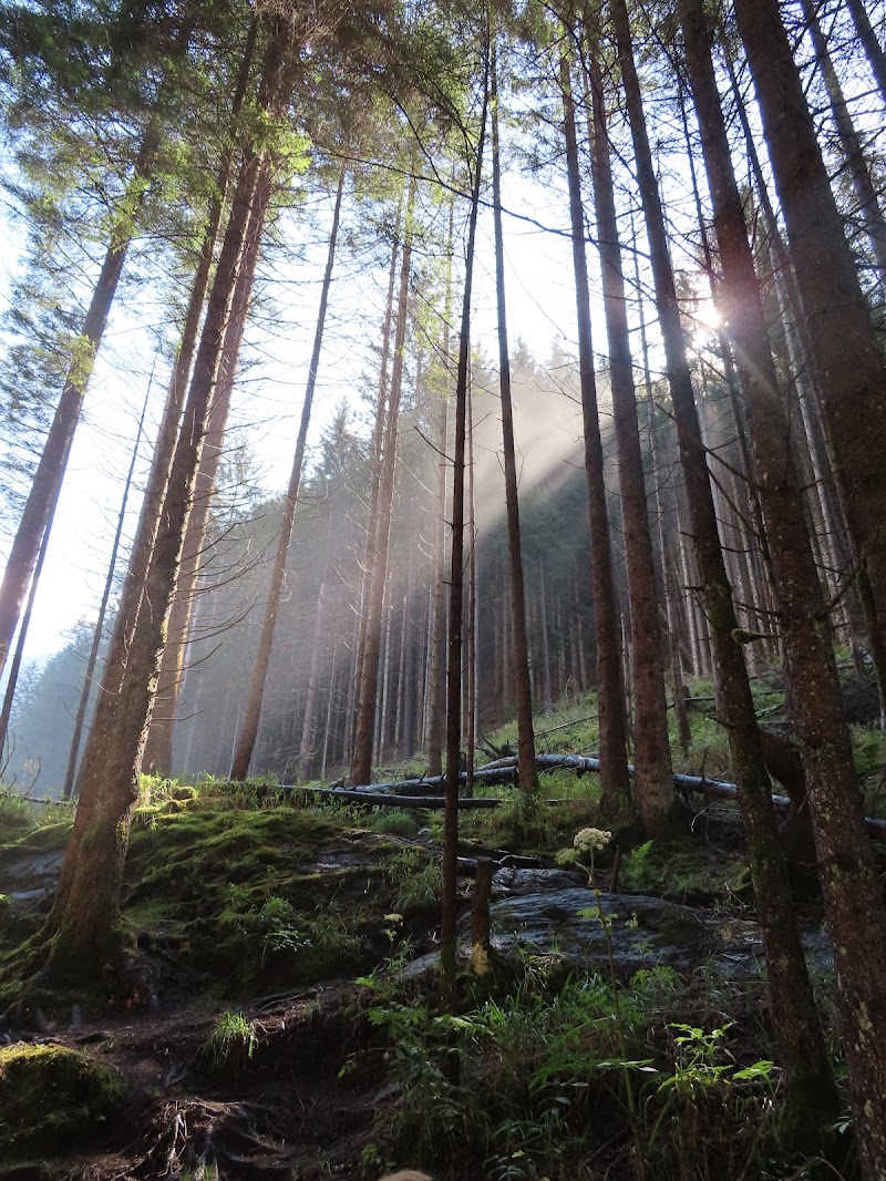 Bosco di fabiobaldi