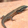 Shaded-litter Rainbow Skink