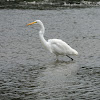 Great Egret