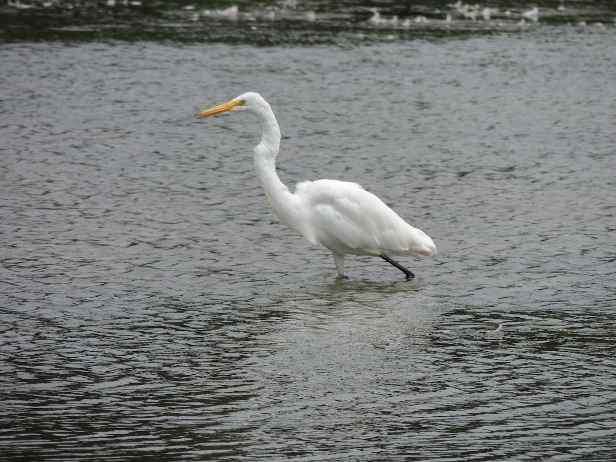 Great Egret