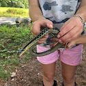 Common garter snake