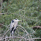 Grey Heron