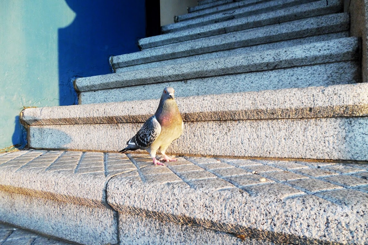 Feral Pigeon