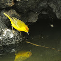 Yellow Warbler(galapagos)