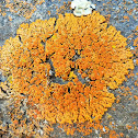 Elegant sunburst lichen