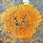 Elegant sunburst lichen