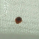 18-Spot Ladybug