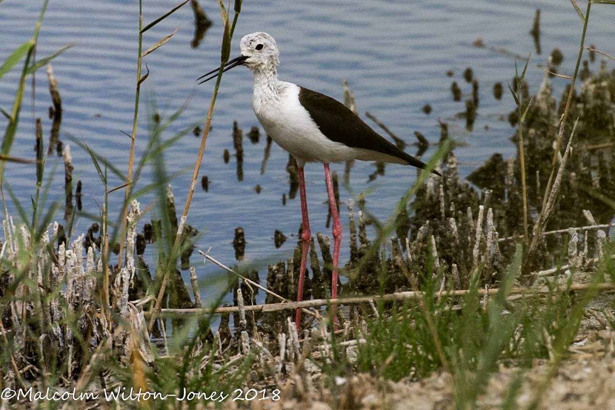 Black-winged Stilt; Cigüeñuela