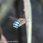 blue-banded bee