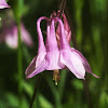 Wild Columbine