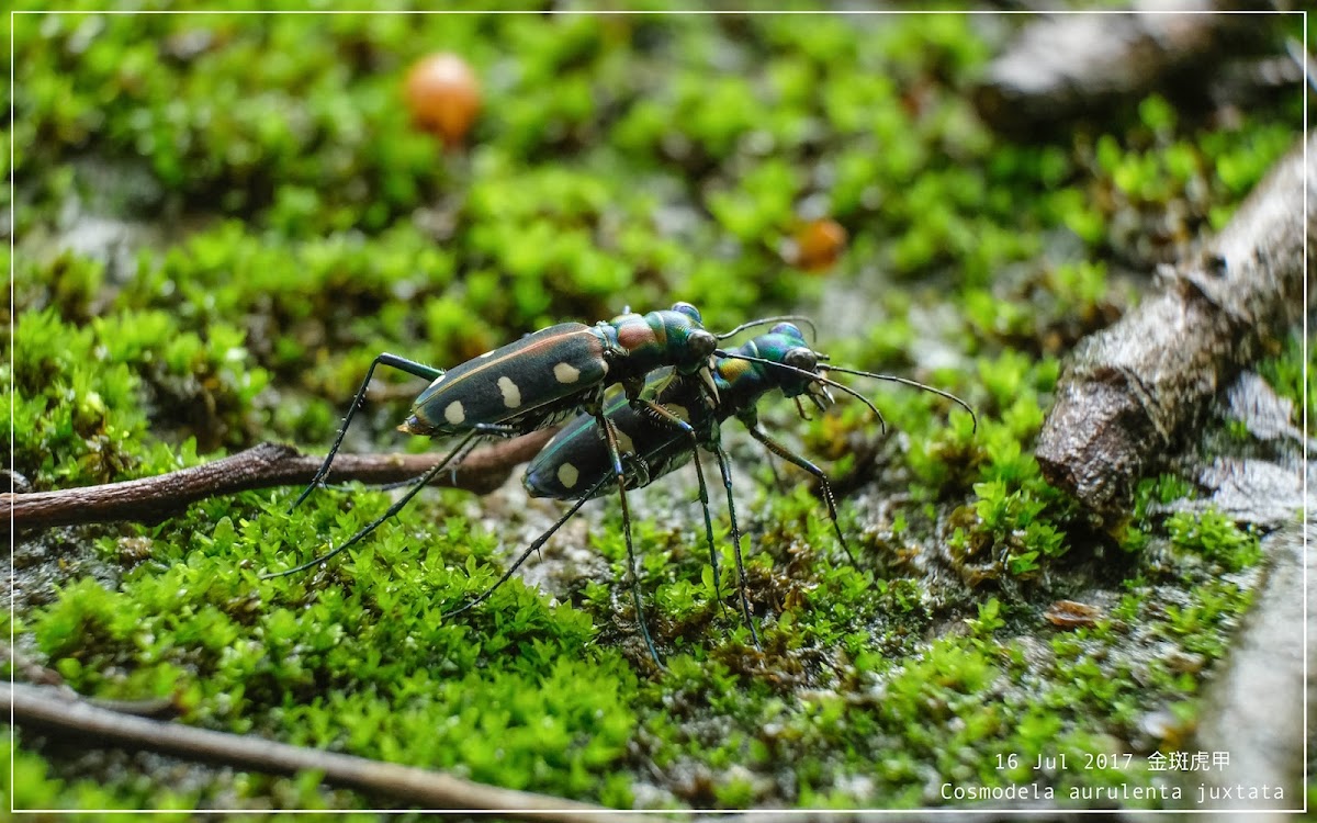 Cosmodela aurulenta juxtata 金斑虎甲