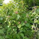 Round-leaved Dogwood