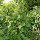 Round-leaved Dogwood