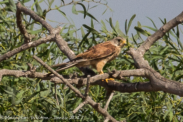 Kestrel; Cernicalo Real